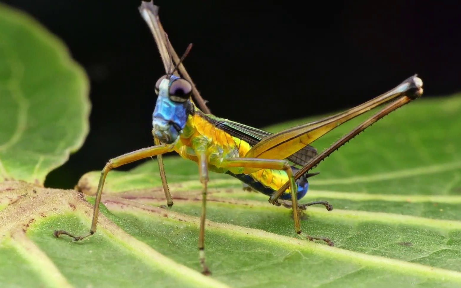 1080p亚马逊彩色蝗虫