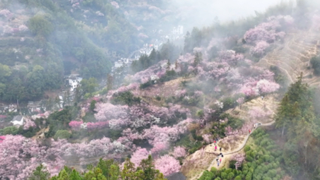 [图]卖花渔村的梅花