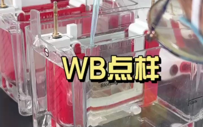 WB实验之WB点样操作流程~哔哩哔哩bilibili