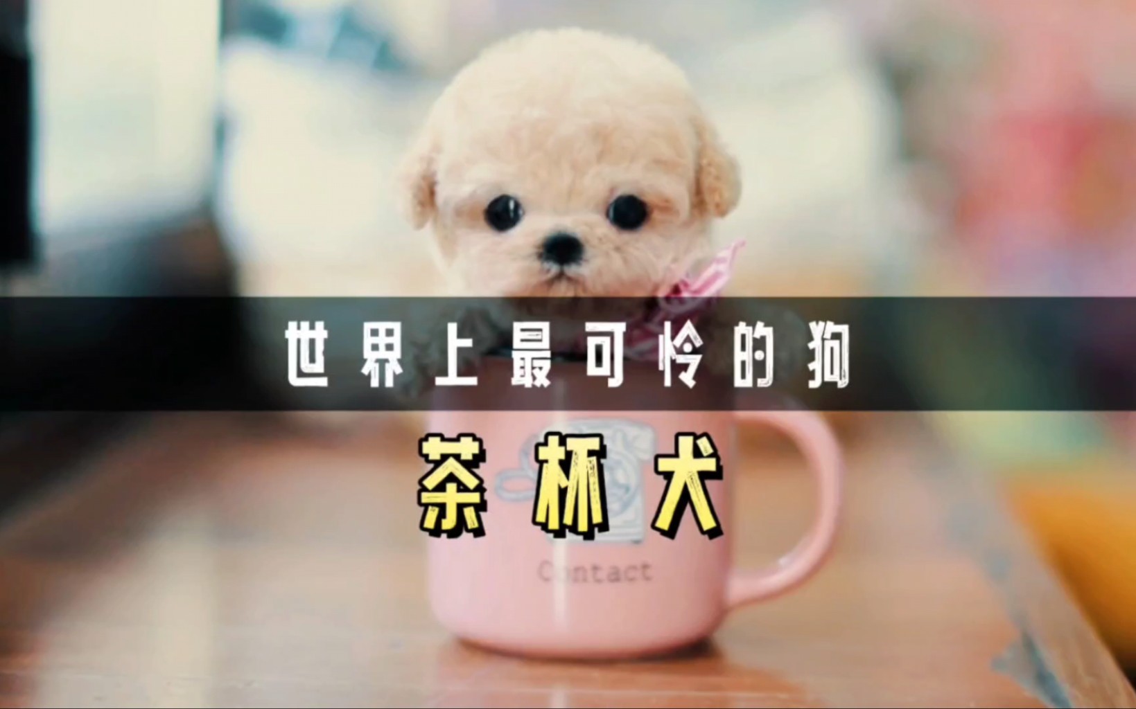 你知道人造茶杯犬的一生,究竟有多悲惨吗?看完你还会买吗?哔哩哔哩bilibili