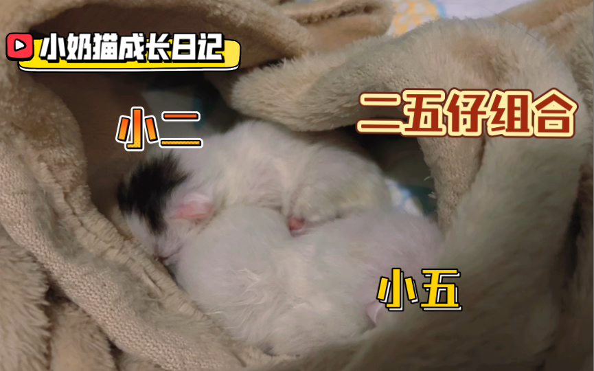 小奶猫成长日记 二五仔组合哔哩哔哩bilibili