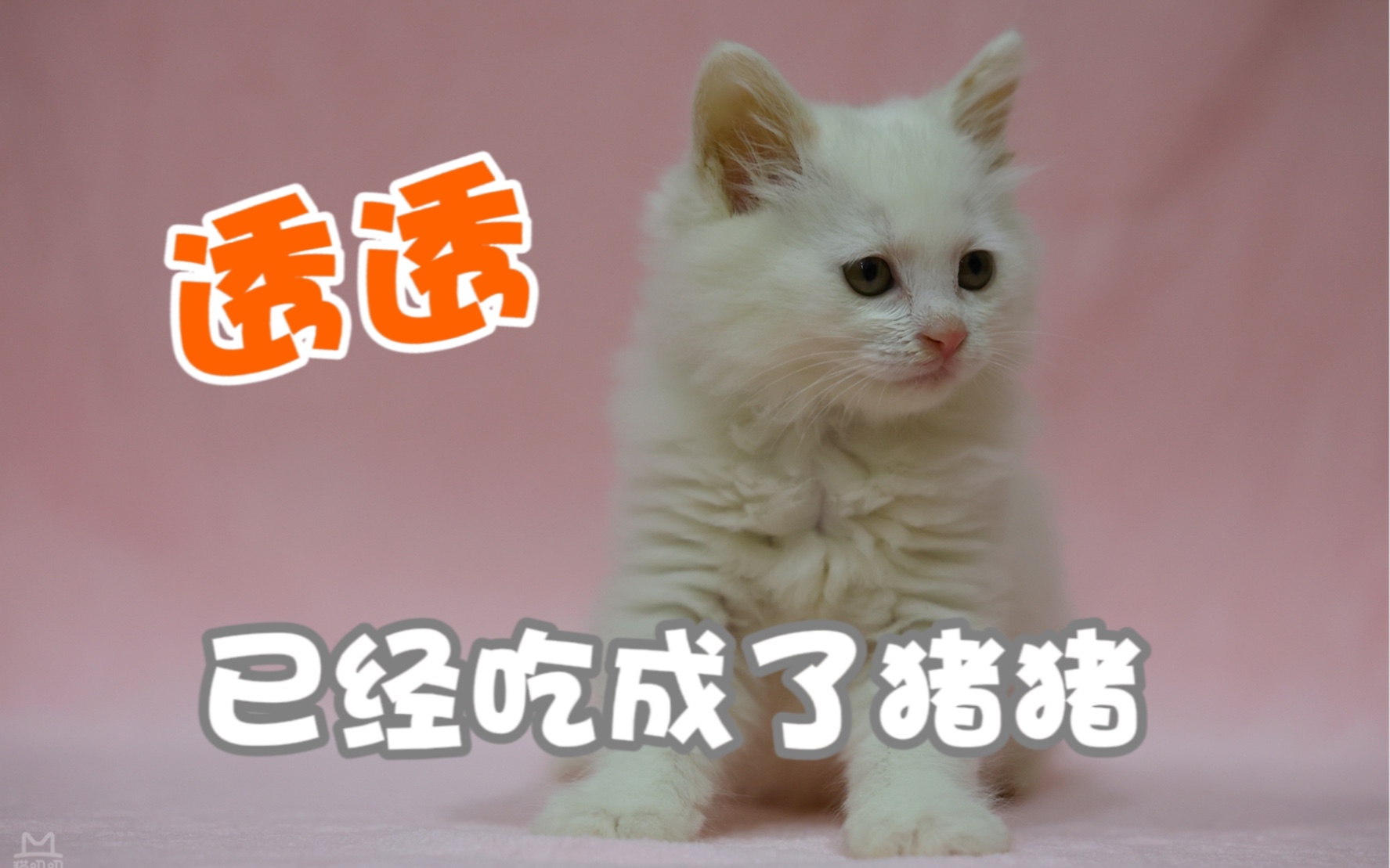 没死透已经猫猫吃成猪猪啦!哔哩哔哩bilibili