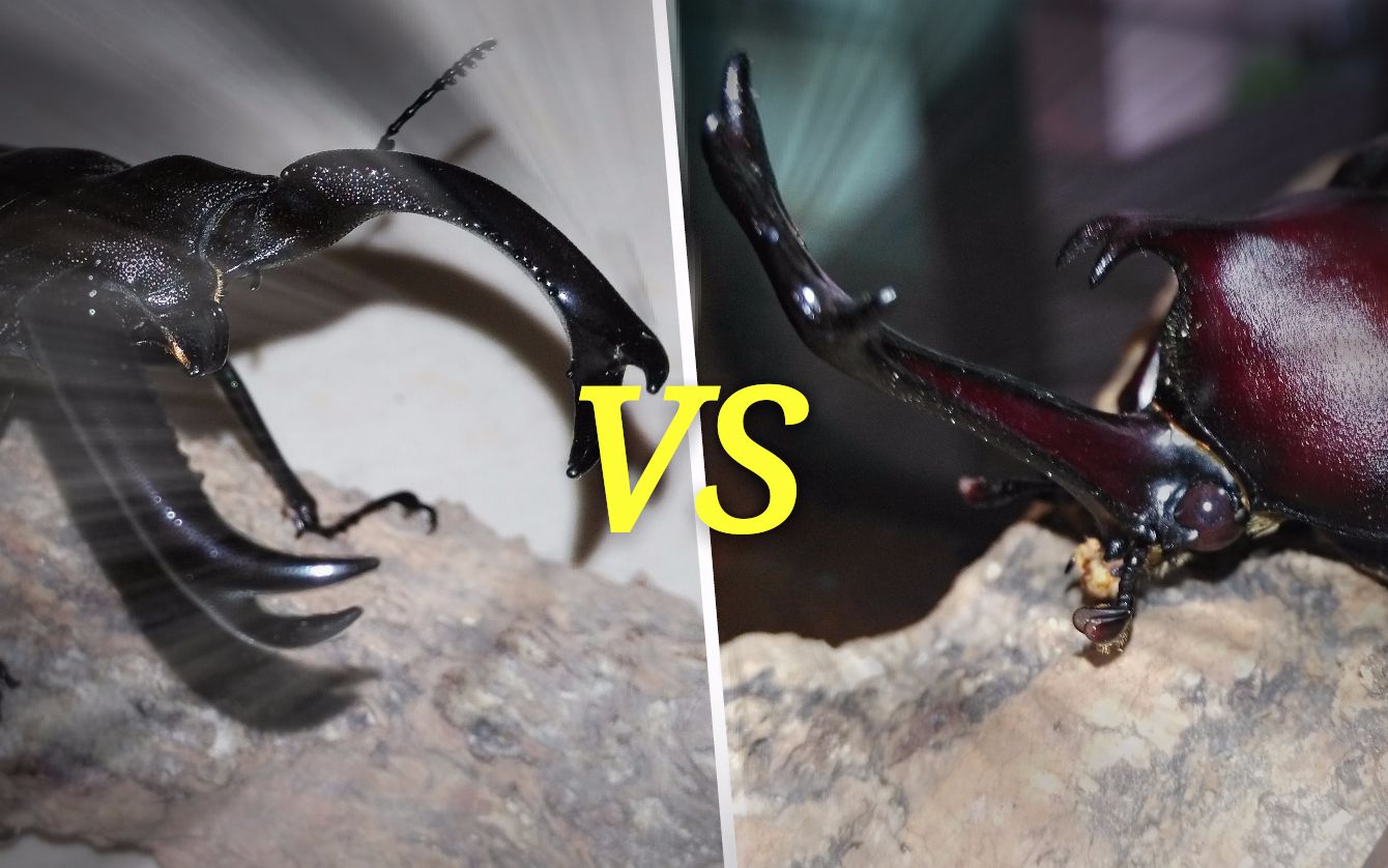 锹甲虫vs蝎子图片