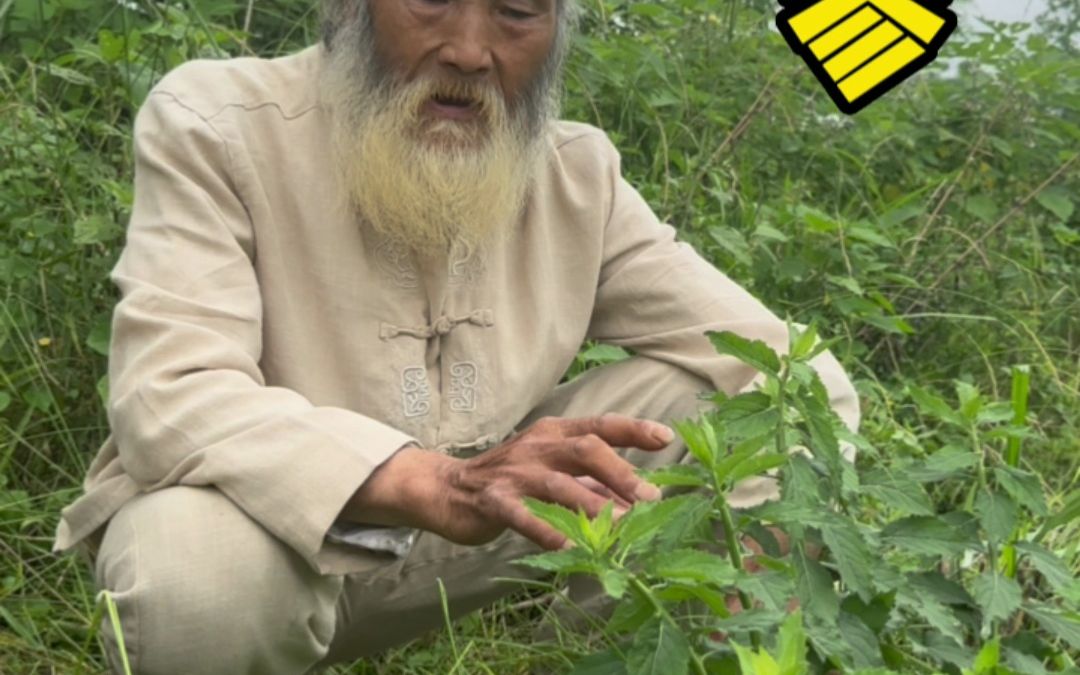 [图]这棵小草你一听它的名字就知道它是个宝！