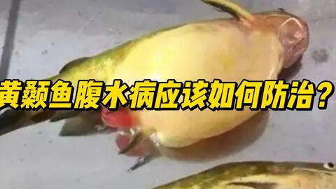 养鱼必看 浅谈观赏鱼的腹水病 哔哩哔哩