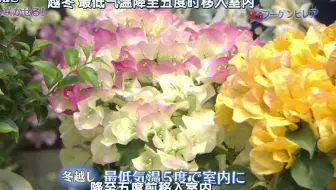 Nhk趣味园艺28 夏季想种的花牵牛 光合作用园艺 哔哩哔哩 Bilibili