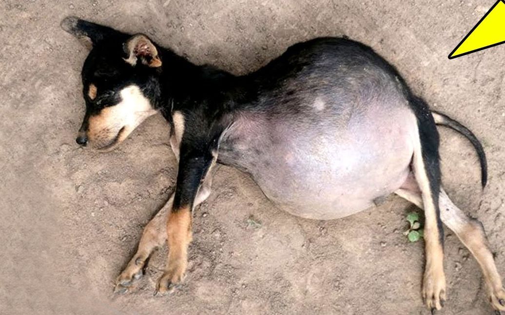 可怜流浪狗腹积水严重,眼看奄奄一息,残酷人类会不会抢救?