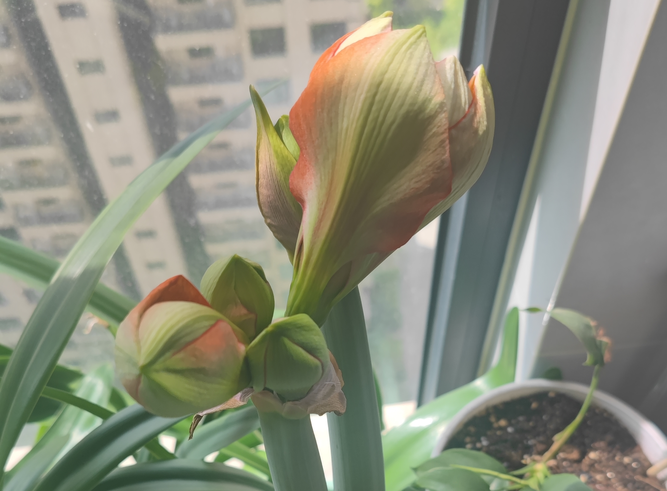 朱顶红,贝尼托,朱顶红,贝尼托