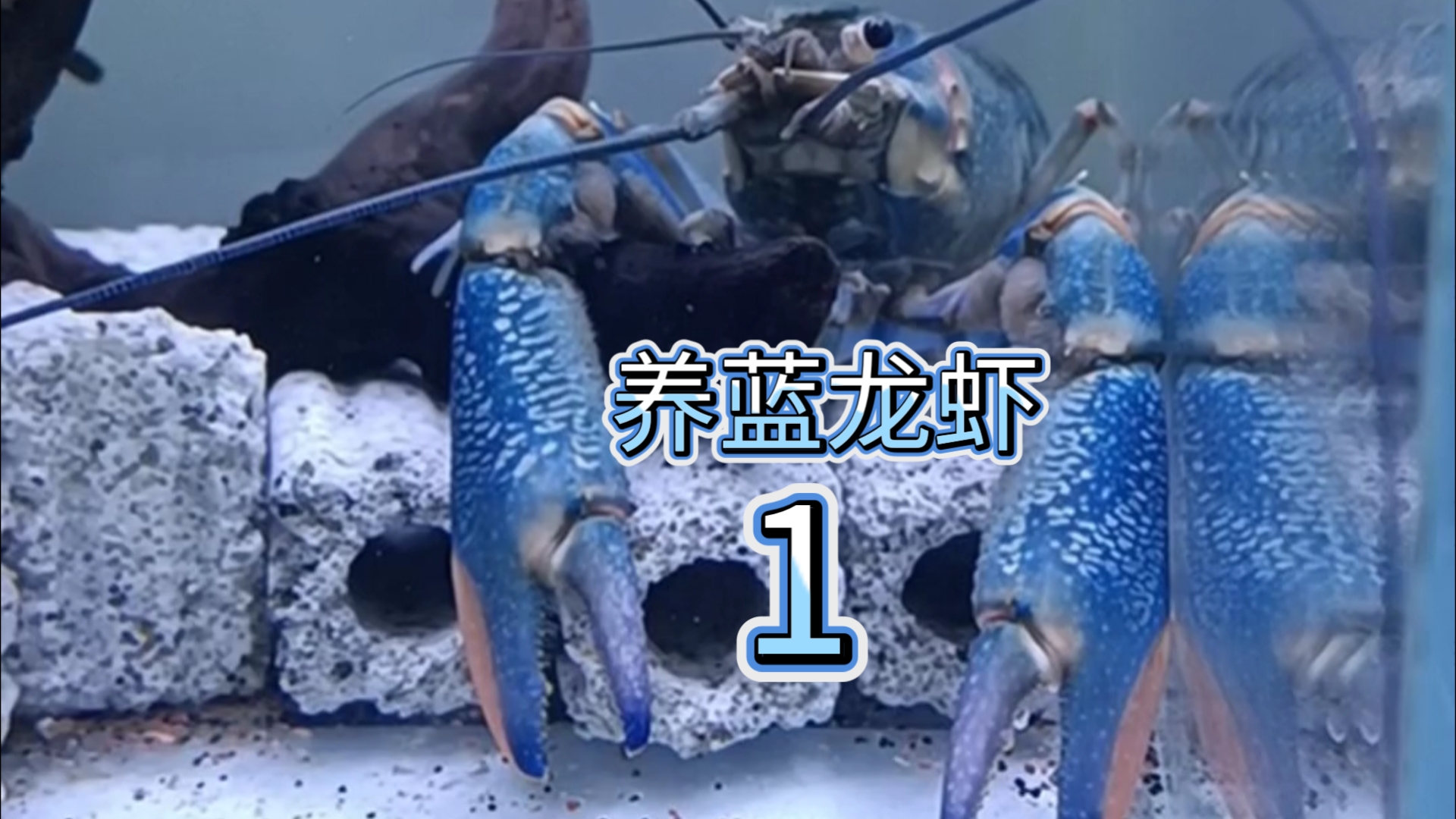 养虾使我快乐,我可以看它一整天
