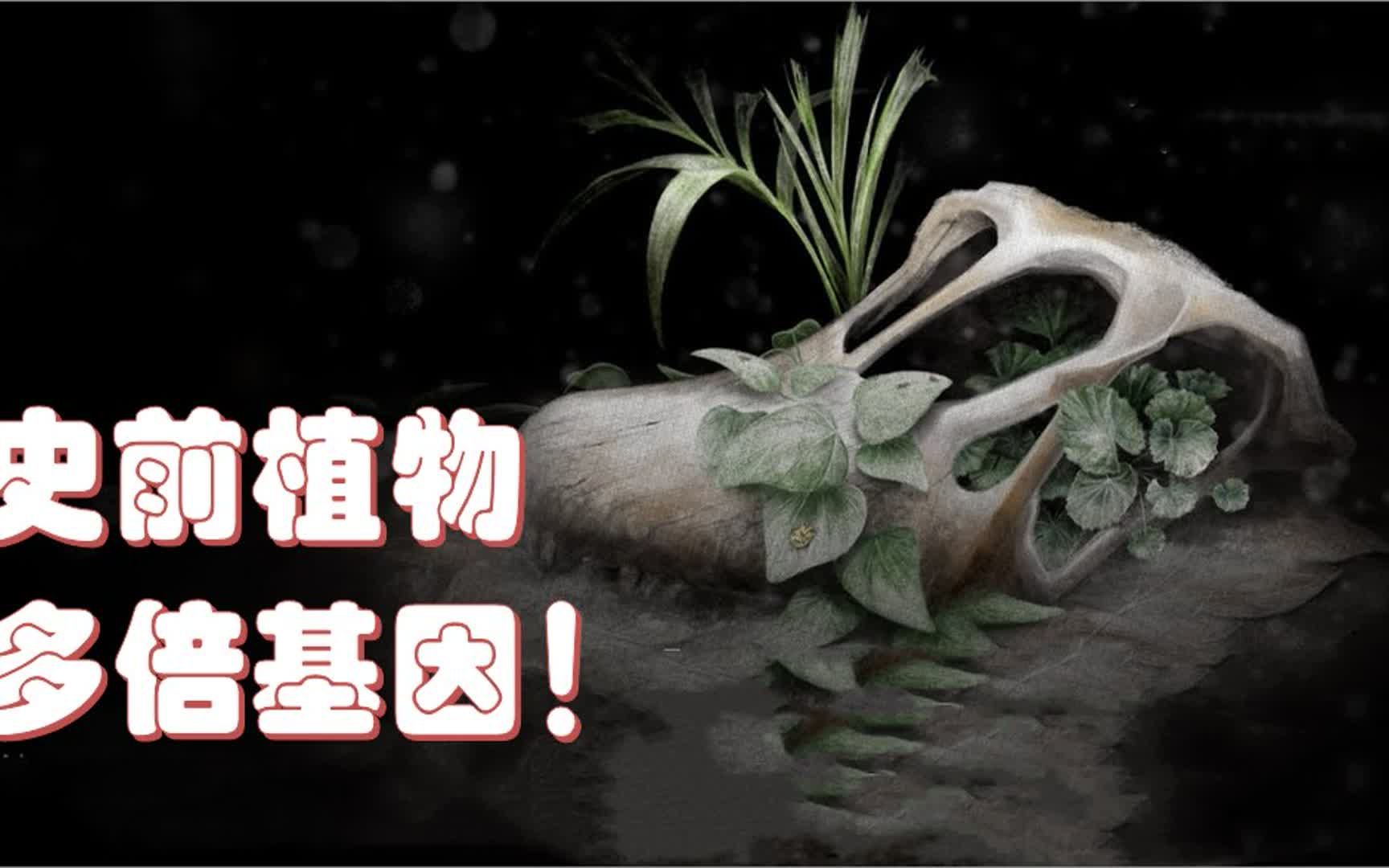 惊人发现多倍基因!科学家首次重建白垩纪大灭绝前植物dna