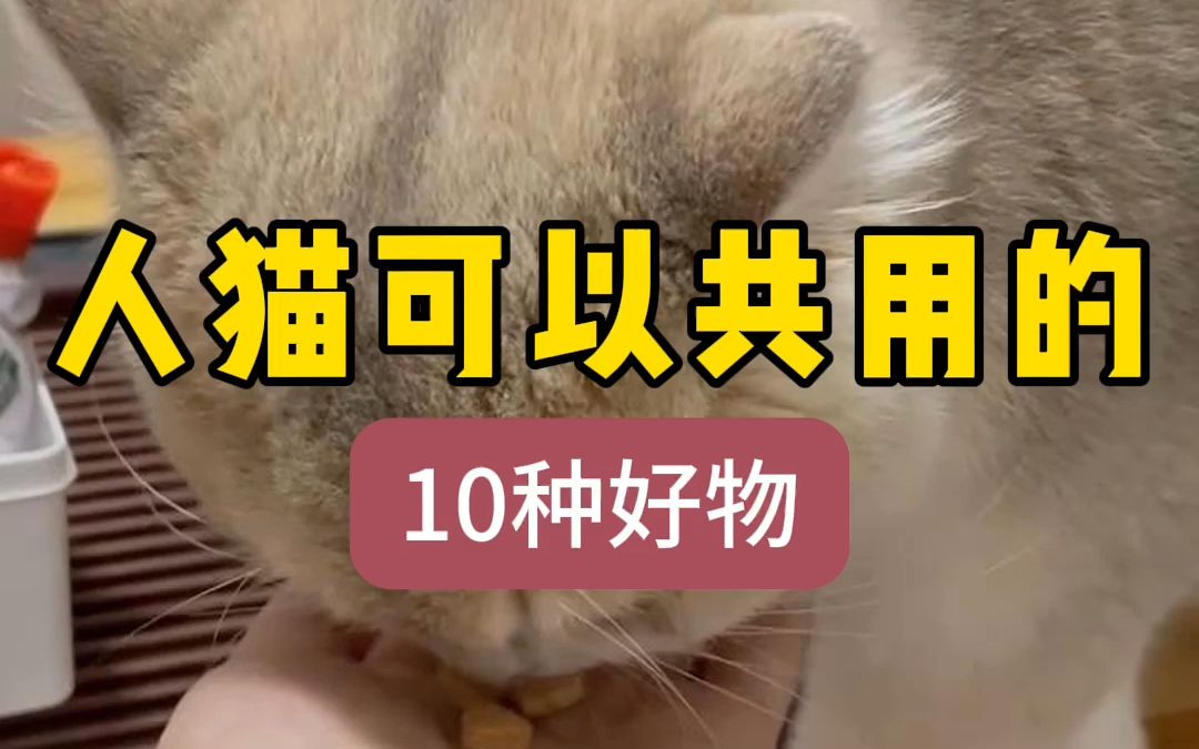 人猫可以共用的10件好物哔哩哔哩bilibili