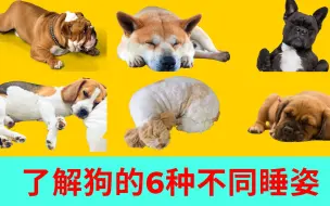 狗狗的6种睡觉姿势，您想知道狗睡觉的姿势是什么意思吗？