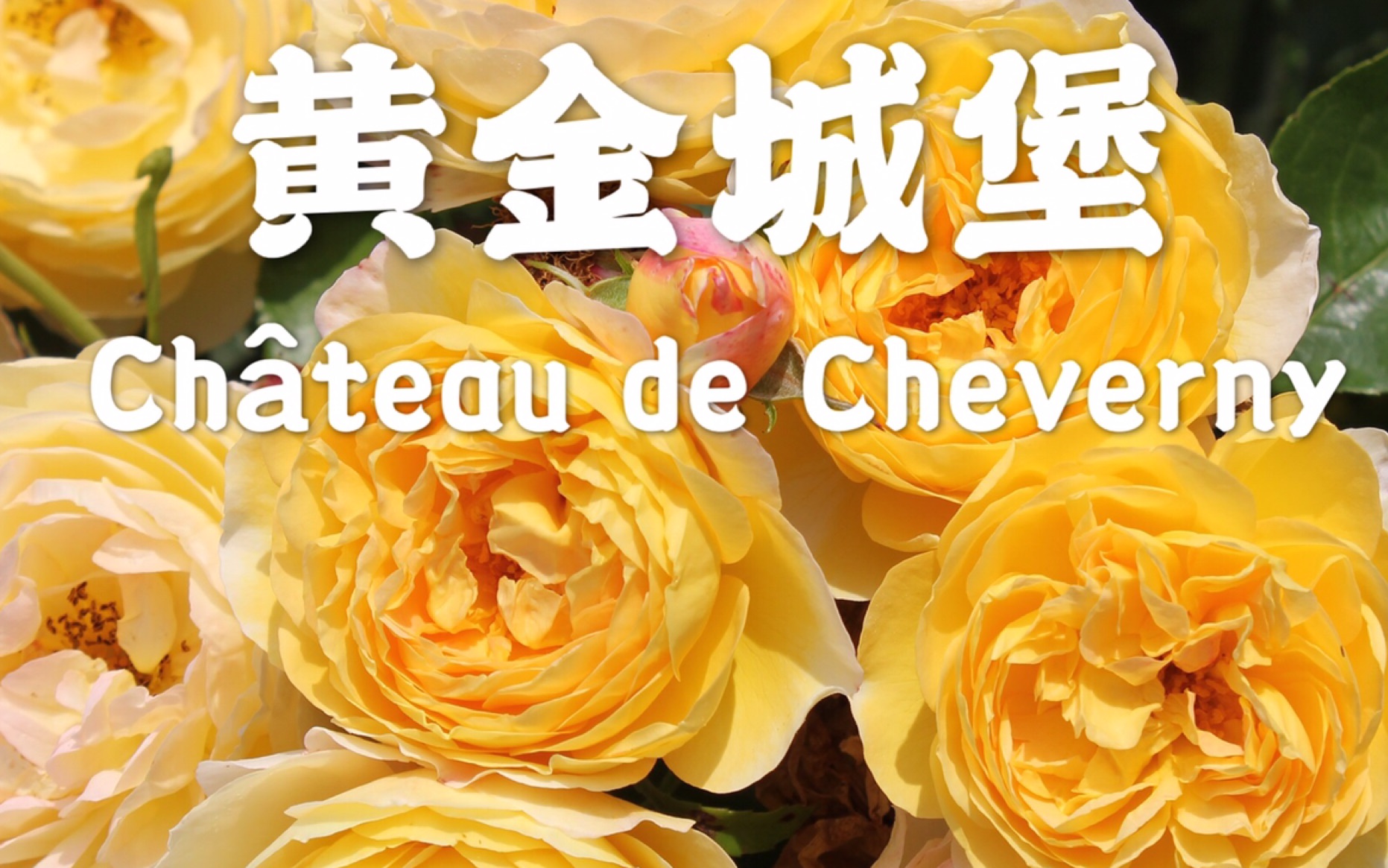 黄金城堡 – 戴尔巴德adr认证月季 – 花开不断的明黄色月季_哔哩哔哩
