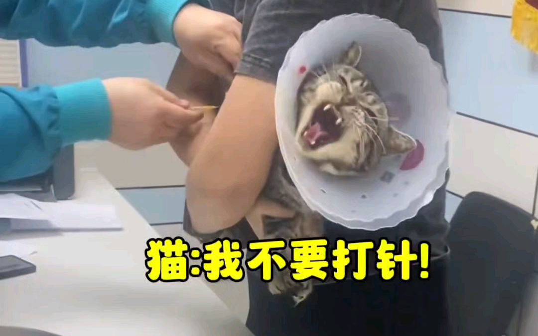 猫咪打针名场面,来看看哪个最搞笑?