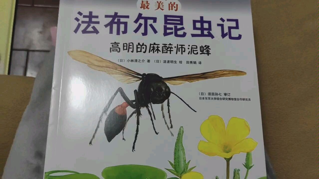 干泥蜂昆虫记介绍图片
