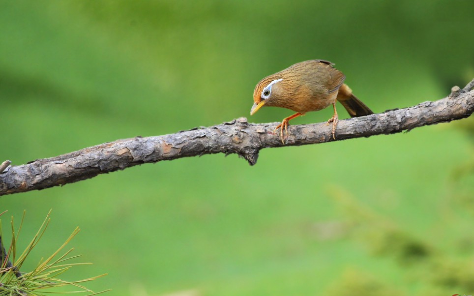 潮州音乐《画眉跳架》(潮州小锣鼓版本)