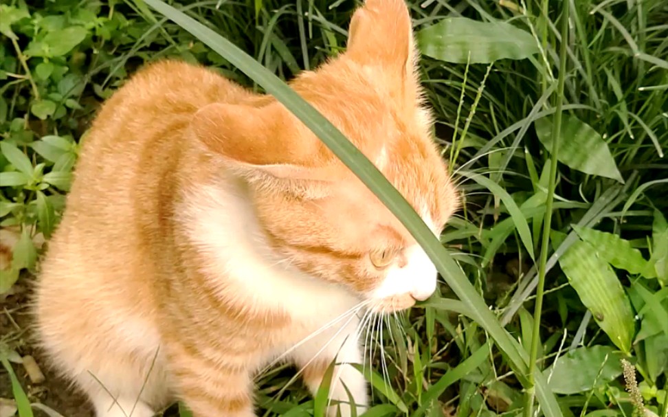 可爱的小橘猫吃草啦