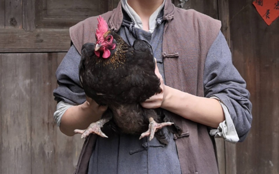 【周深】唱跳看着词特别像一只被抱着的鸡哈哈哈哈哈有画面了