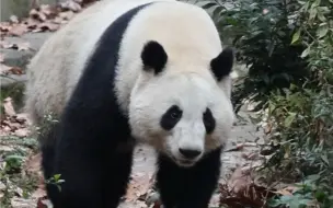 Скачать видео: 和叶吃苹果的时候，明显看出来在下雪哟