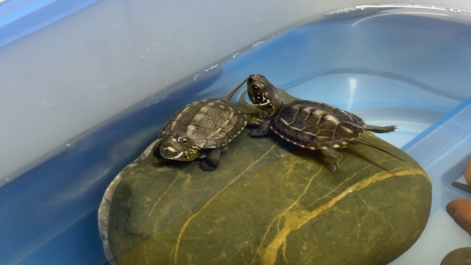 【养龟经验分享】乌龟王八甲鱼鳖区别