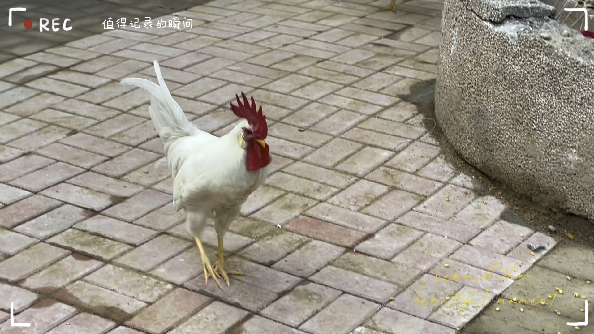 🐔白公鸡漫步
