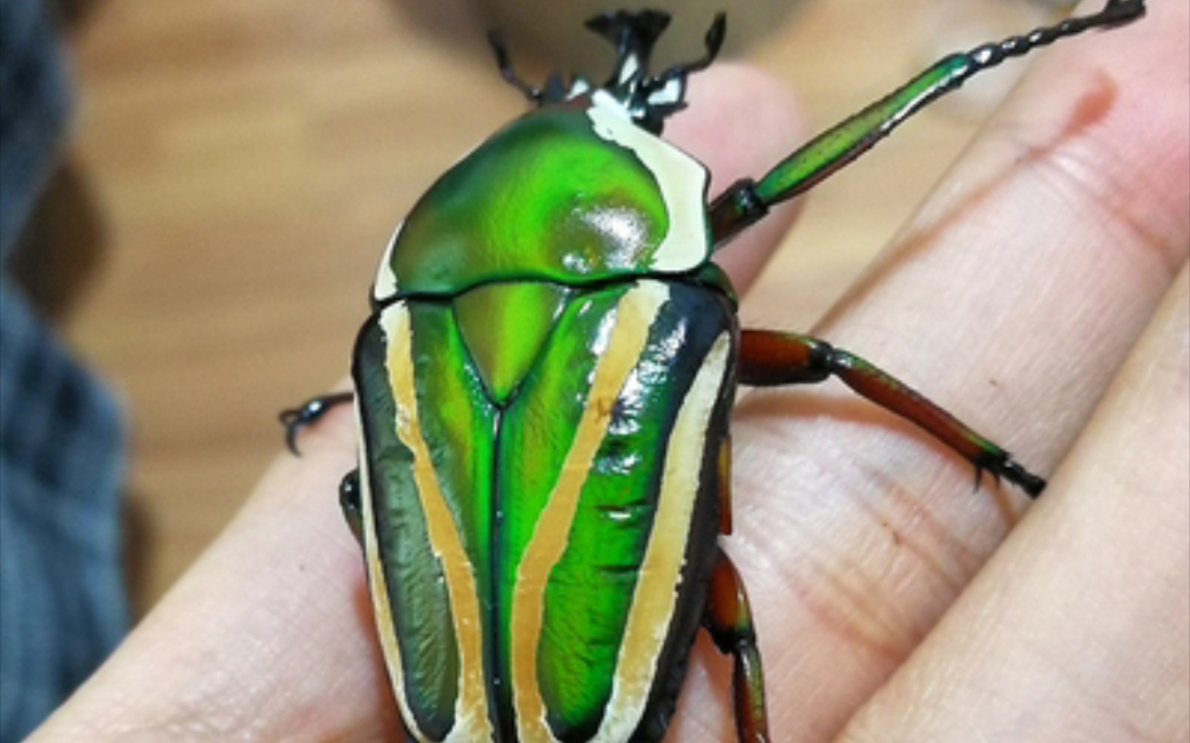 白条花金龟的开箱_哔哩哔哩 (゜-゜)つロ 干杯~-bilibili