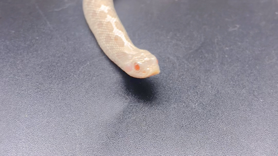 雪白猪鼻蛇