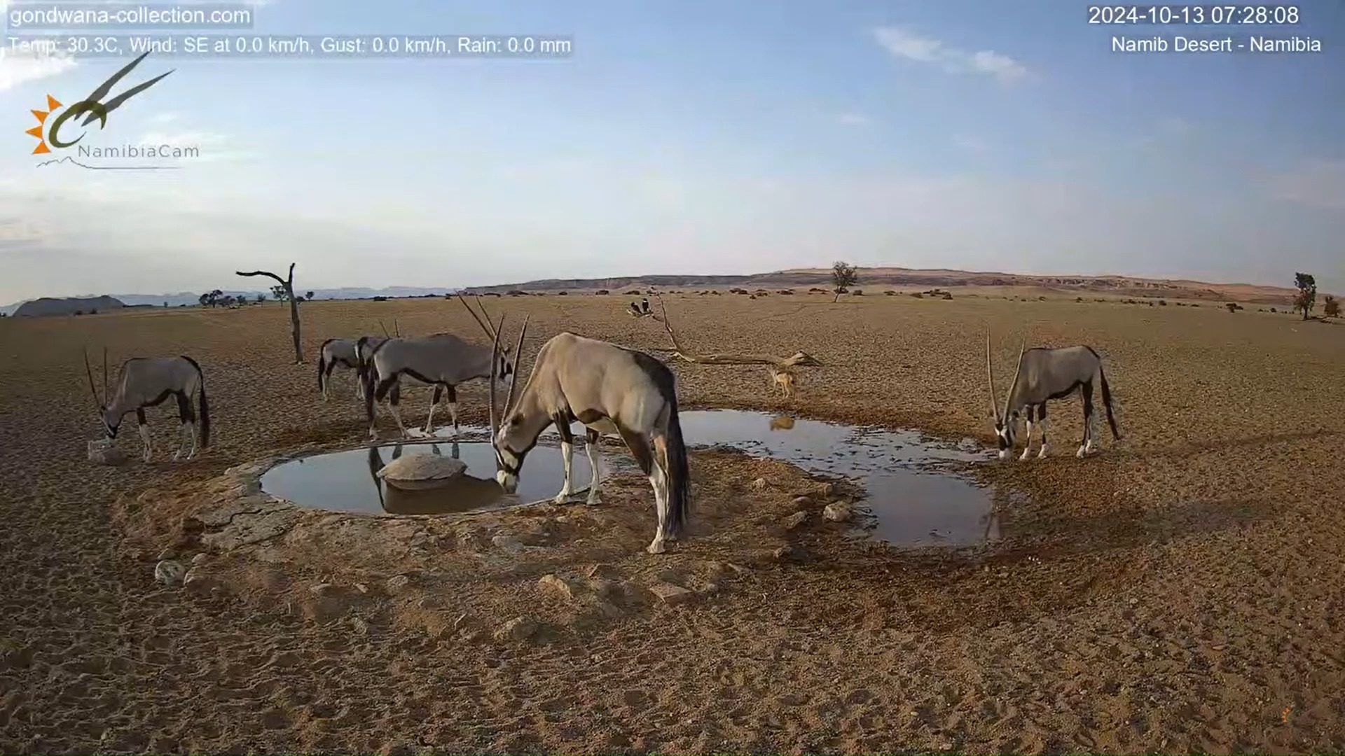 纳米布沙漠小水坑,剑羚群喝水,黑背胡狼招惹矮树干上的非洲白颈鸦