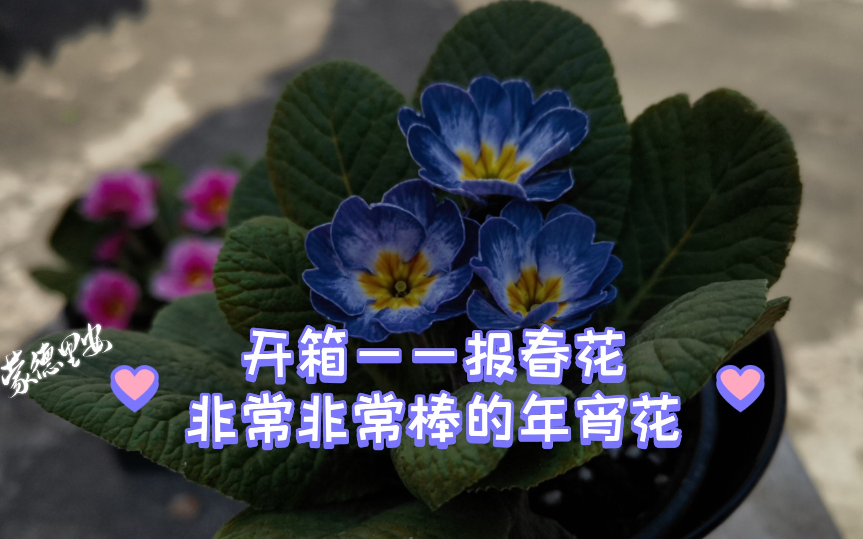 [图]【开箱】报春花 非常优秀的年宵花