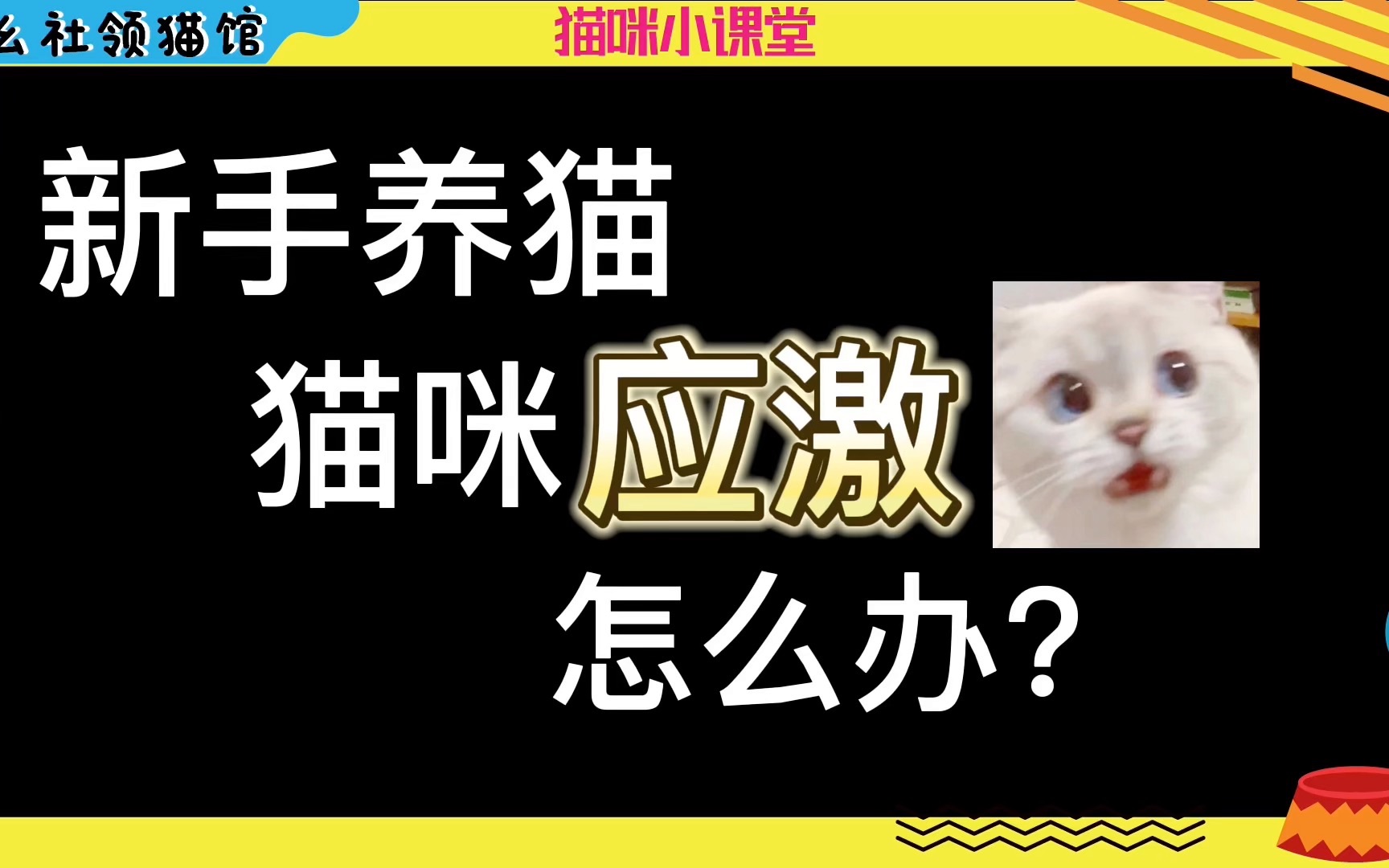 猫咪应激怎么办?如何处理?这条视频告诉你哔哩哔哩bilibili