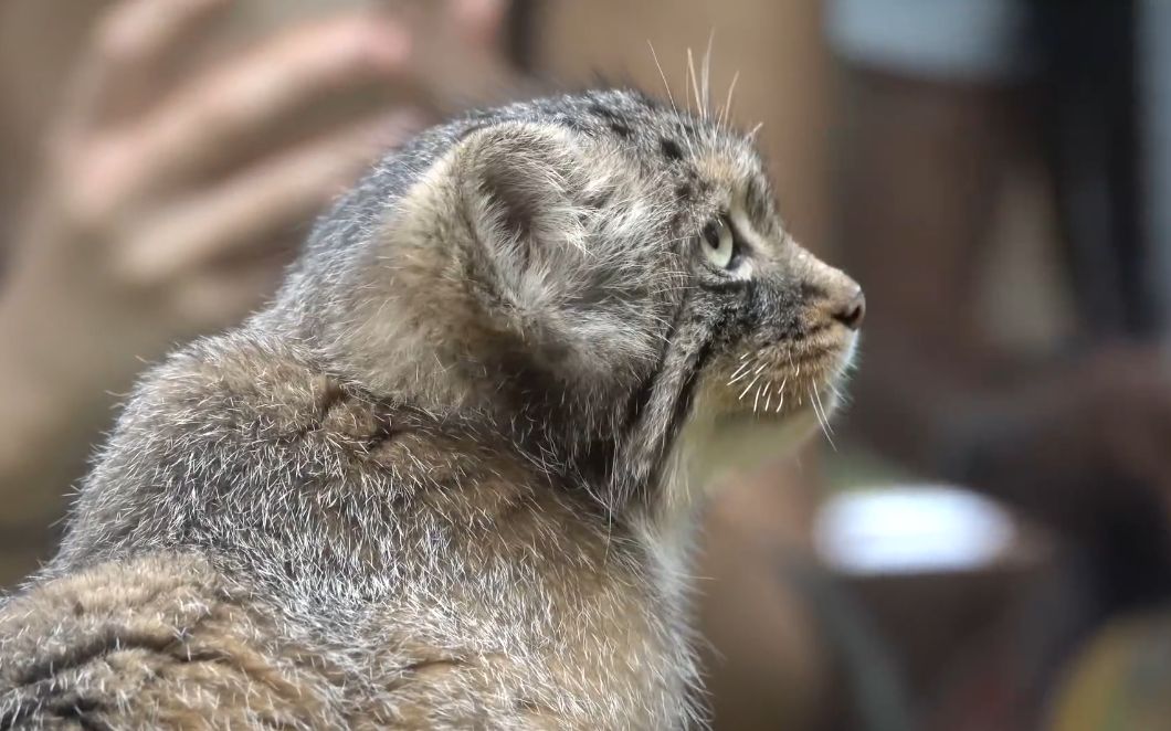 【pallas cat】兔狲,好熟悉的泪痕,仙人模式?