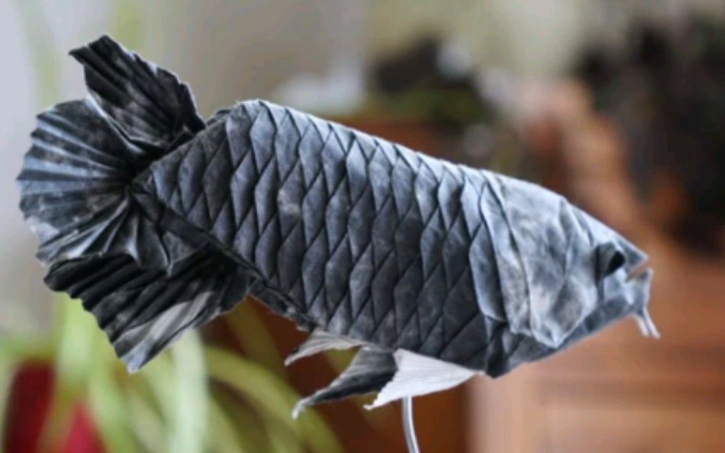 【折纸 搬运】龙鱼 几野陆