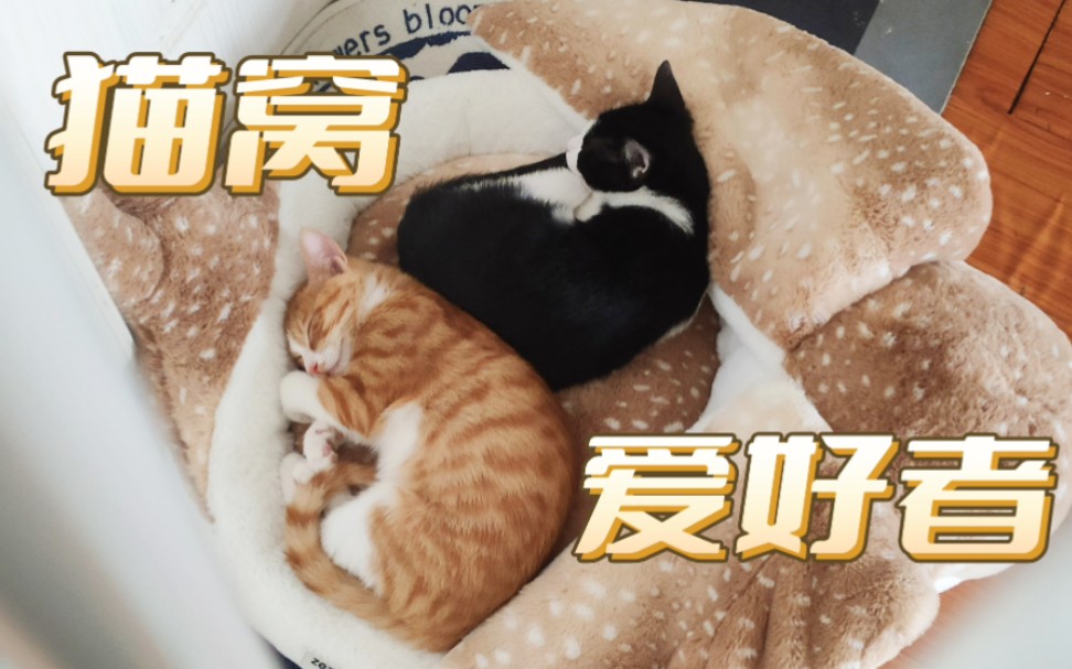 网友:别买猫窝浪费钱,而我:新猫窝开箱!哔哩哔哩bilibili