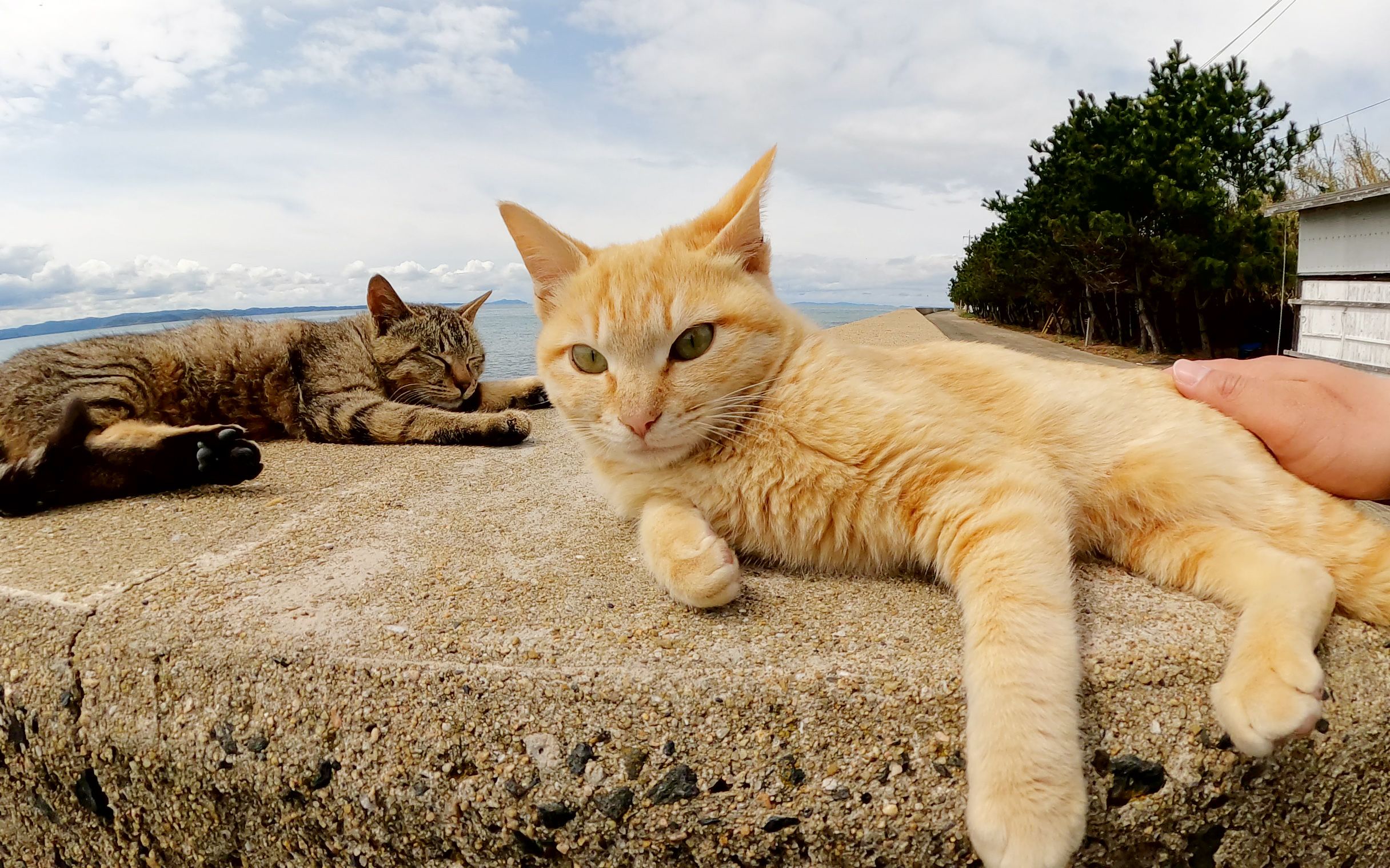 生活在海里的可爱猫咪被人类触碰会生气