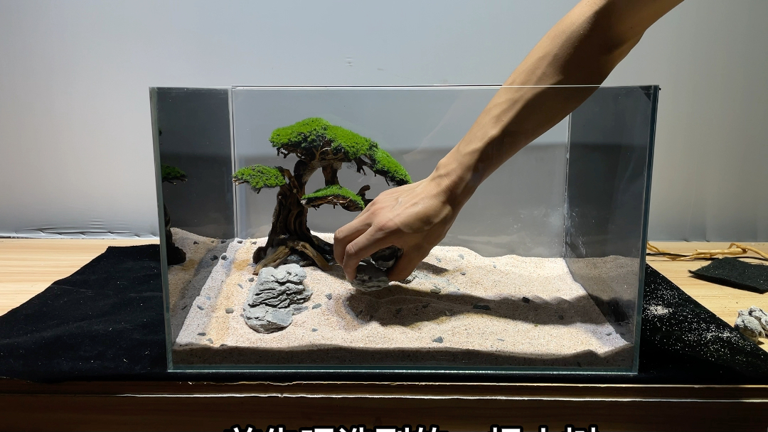 莫斯树,鱼缸树教程新手小白可以参考这个视频来做