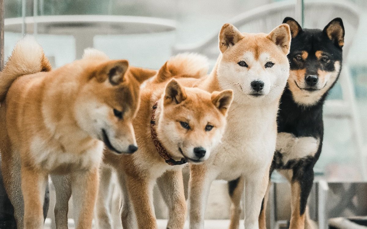 【柴犬】这群小柴真是又好撸又好拍!