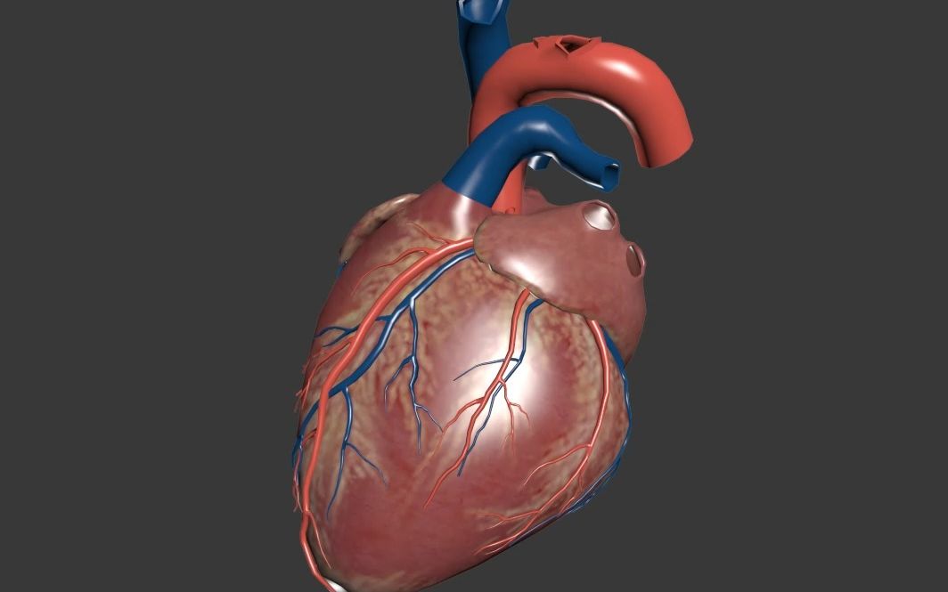 3d心脏转动图三维图片