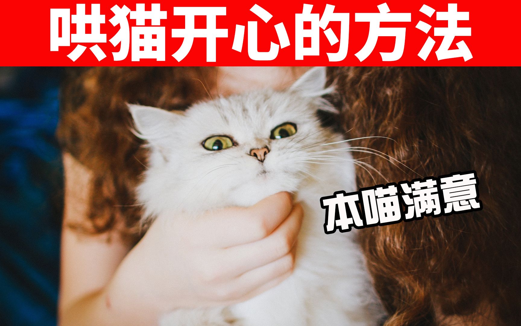 [图]6个能哄猫开心的小妙招！不小心揍猫后，如何修复人猫关系？ 【养猫必看EP32】