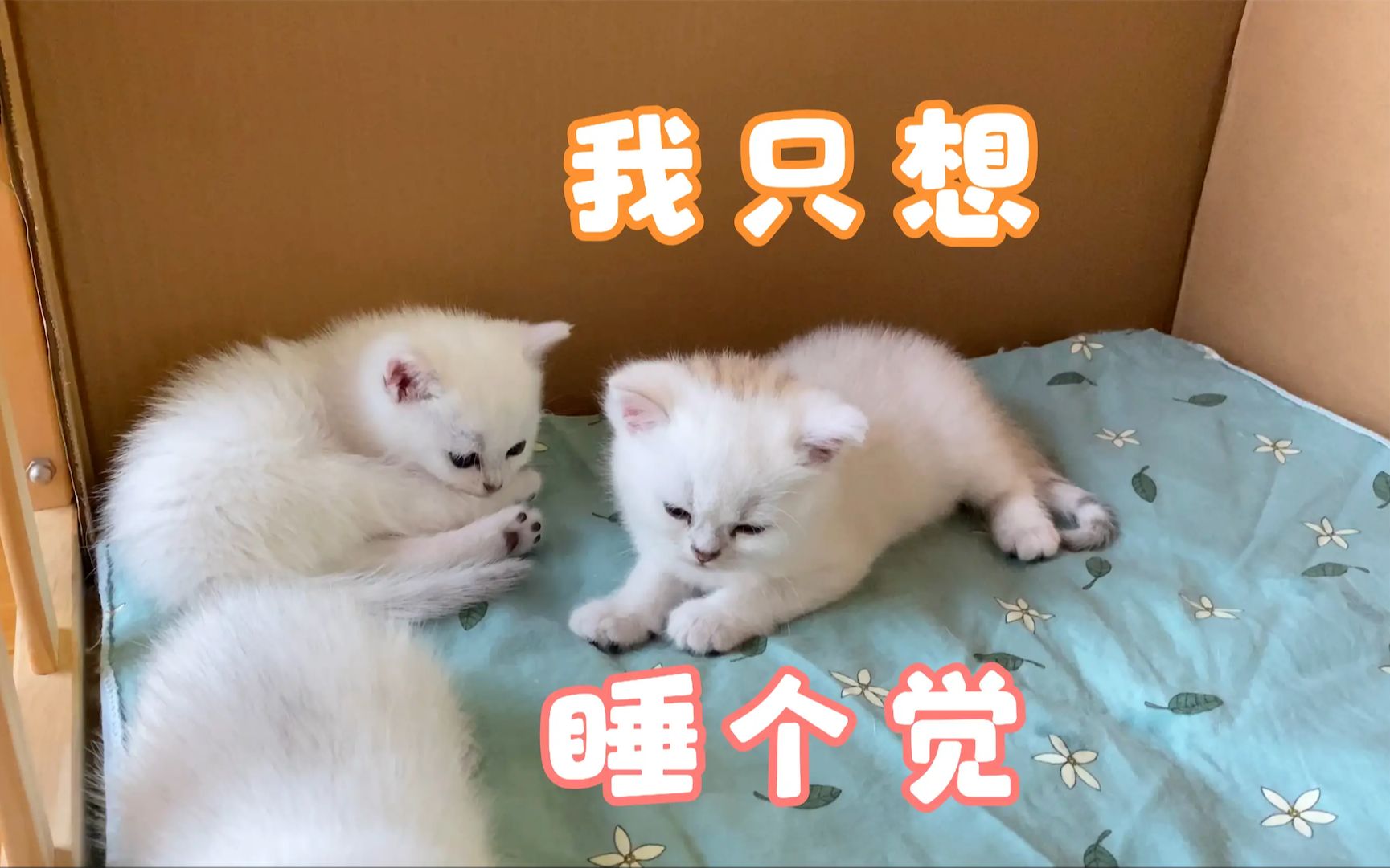 尿床了,尿床了!小奶猫们又双双尿床了!哔哩哔哩bilibili