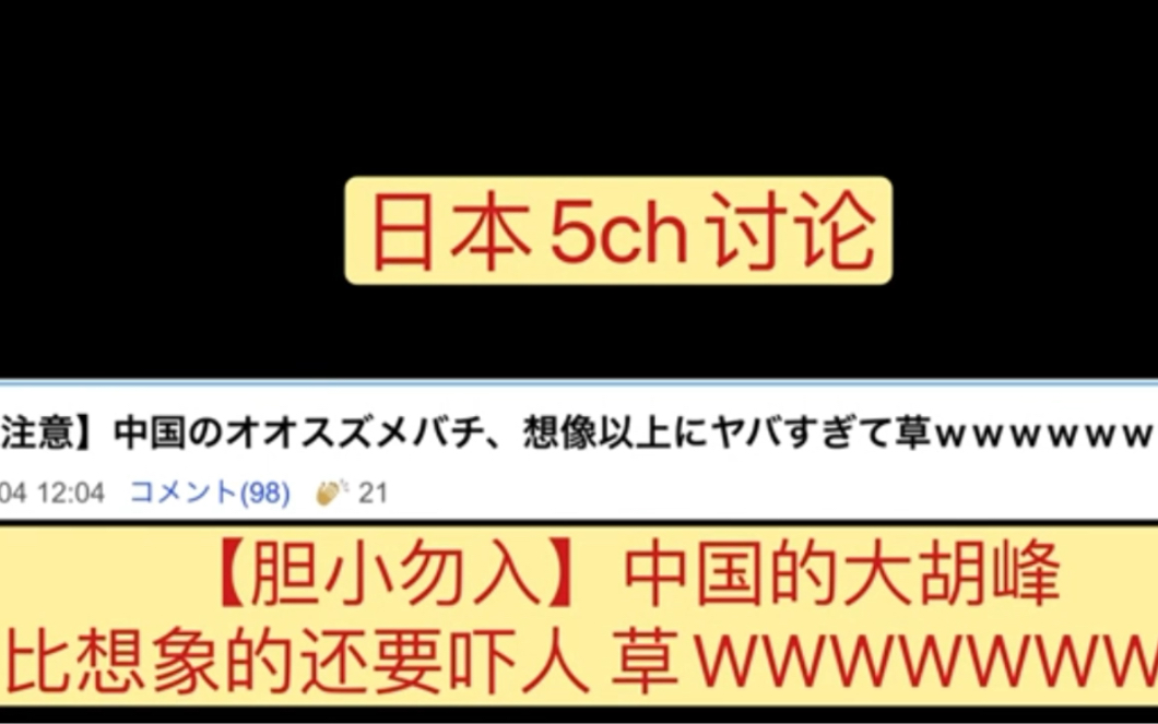 5ch日本网友评论恐怖中国大胡蜂马蜂胆小误入啊啊啊啊啊哔哩哔哩bilibili