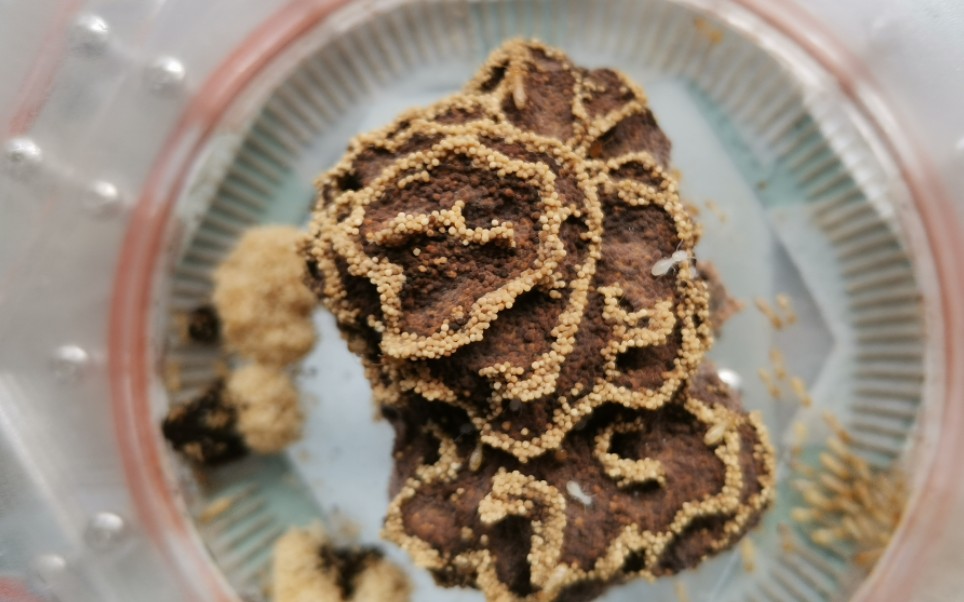 黑翅土白蚁的菌圃开"花"了