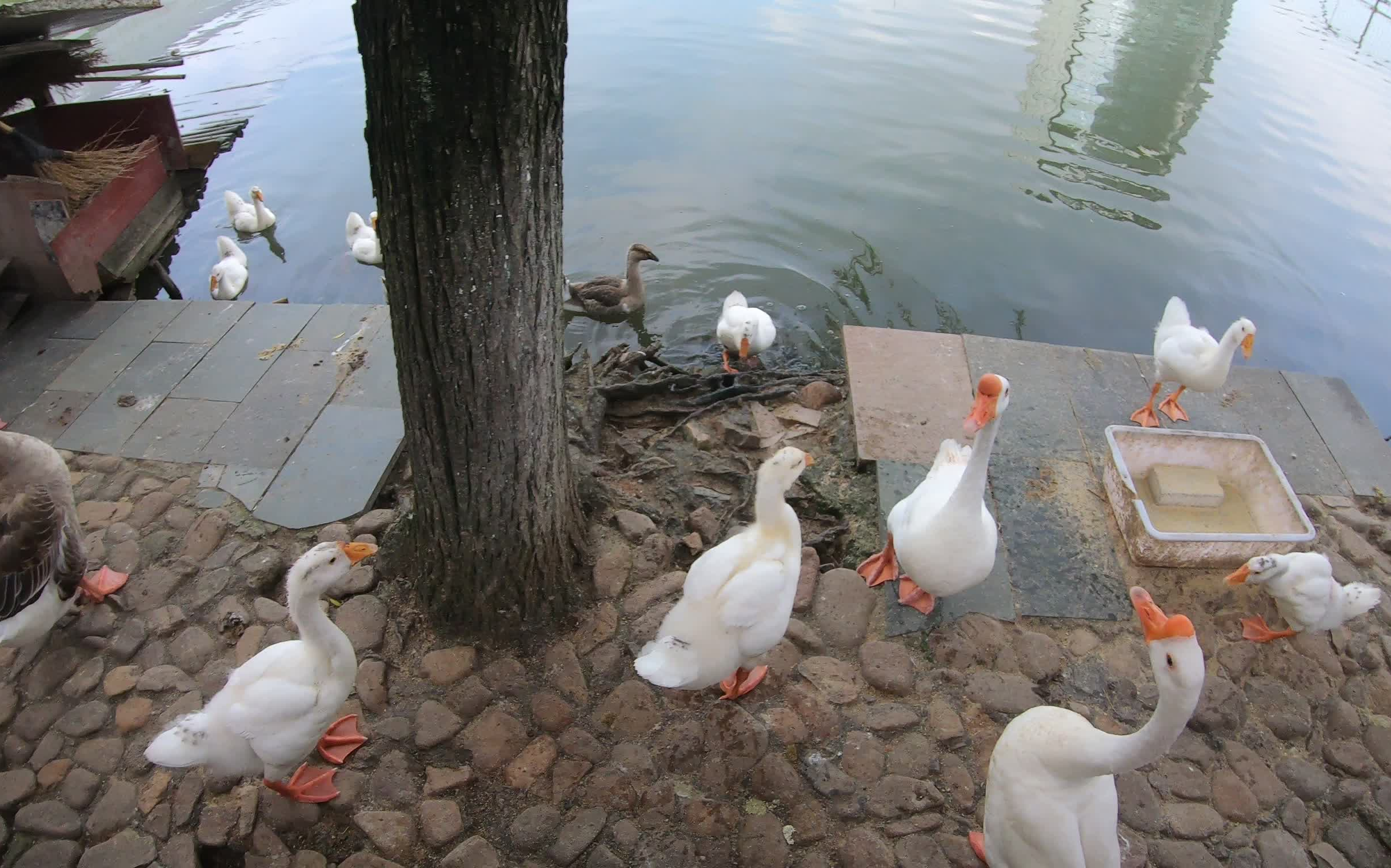 zju动物园启真湖里的鹅