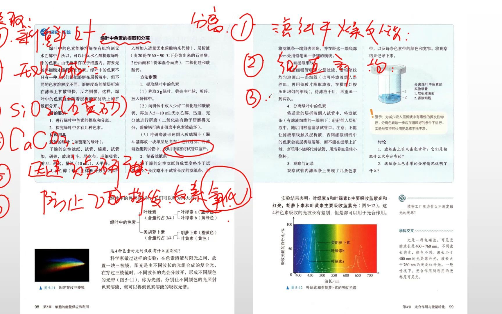 5.42光合作用哔哩哔哩bilibili