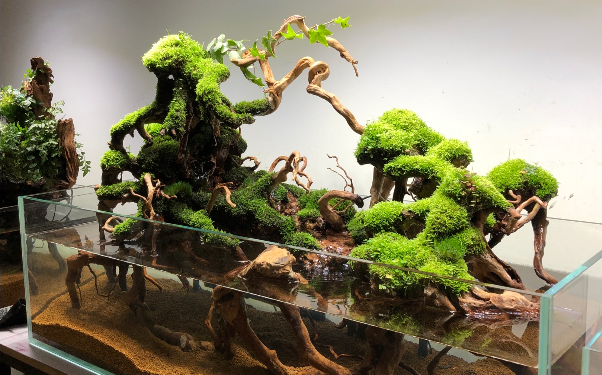沉木流水水陆苔藓雨林景观