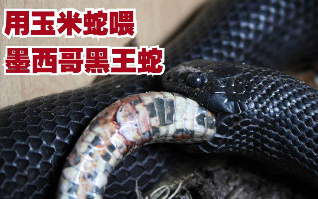【黑王蛇】用玉米蛇喂食黑王蛇