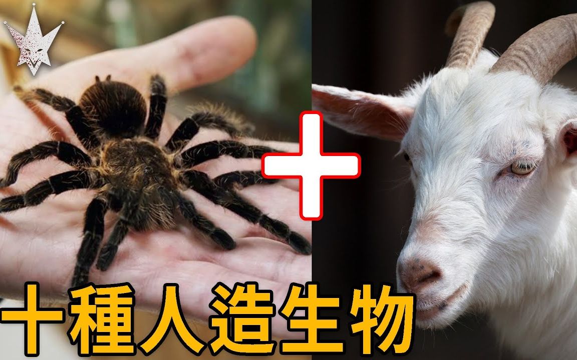 由人类创造的十种奇特人造生物,让人难以想像的蜘蛛和羊,人类和猪的