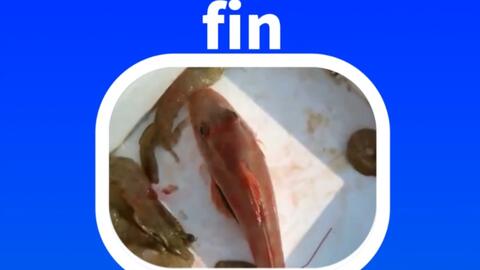 Fin 鱼鳍 这鱼鳍像蝴蝶翅膀 哔哩哔哩 Fin 鱼鳍 这鱼鳍像蝴蝶翅膀 哔哩哔哩
