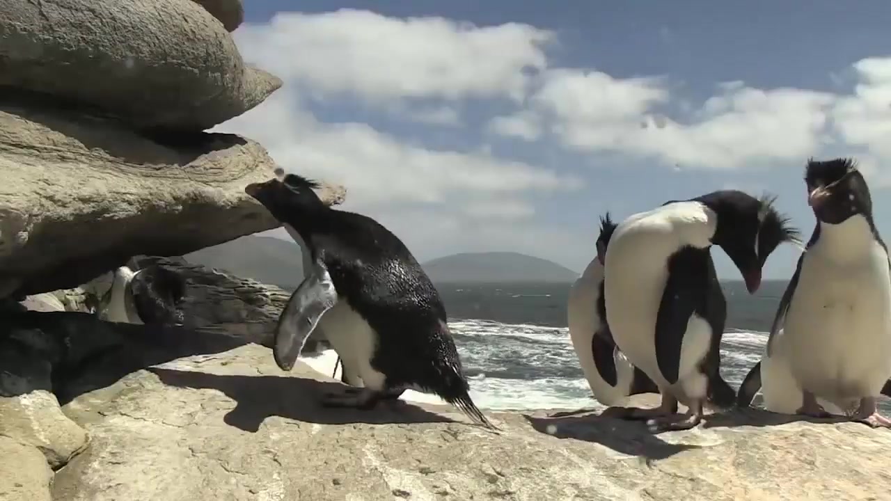 企鹅摔跤行为大赏