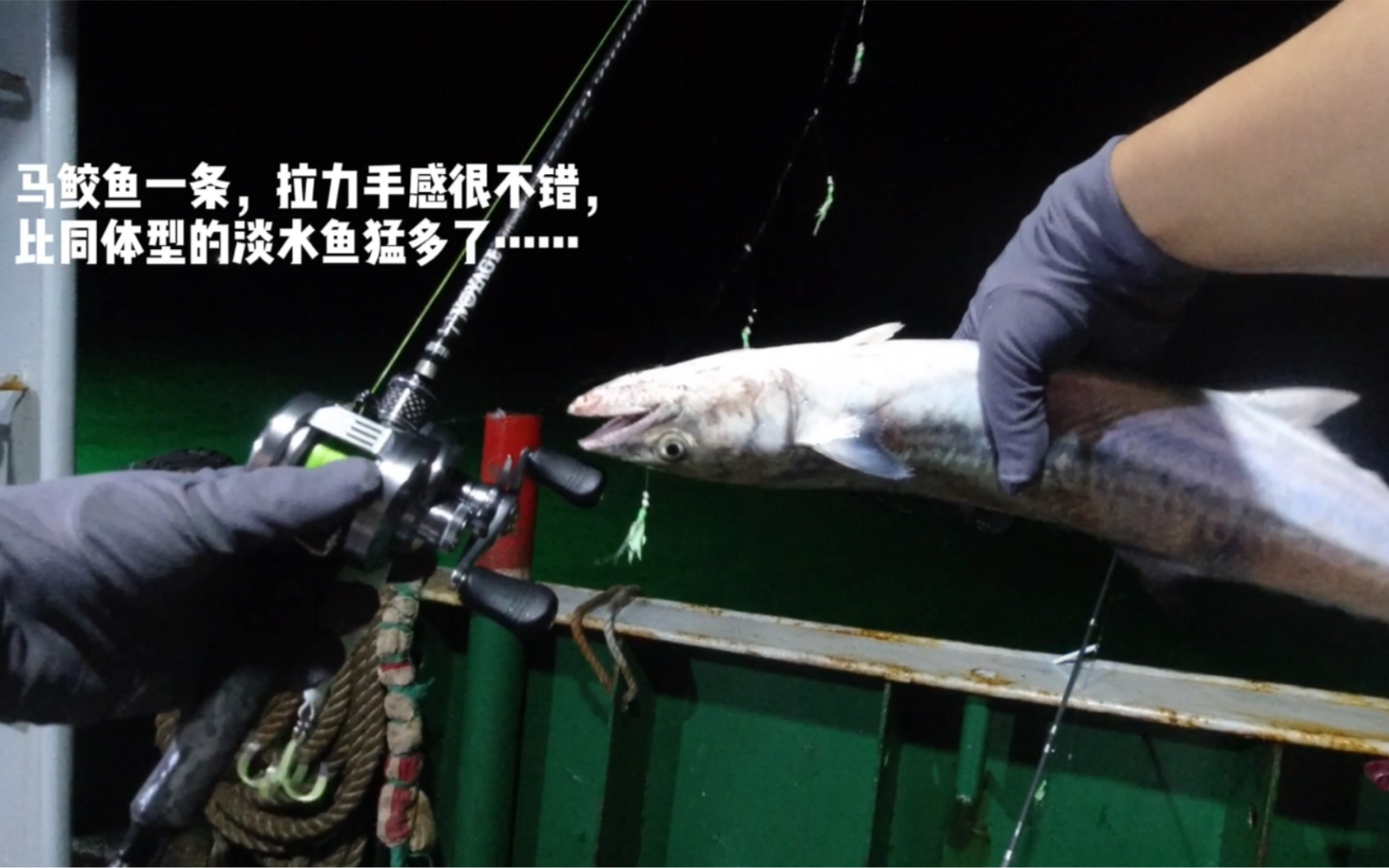 东海渔山列岛船钓带鱼马鲛鱼炮弹鱼红甘鱼鱿鱼