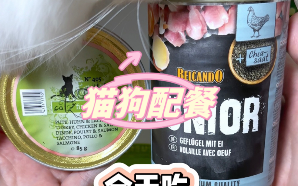 猫狗配餐|凯姿405,小李子 家禽鸡蛋哔哩哔哩bilibili